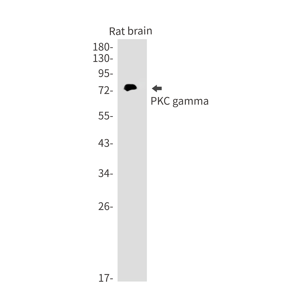 PKC gamma