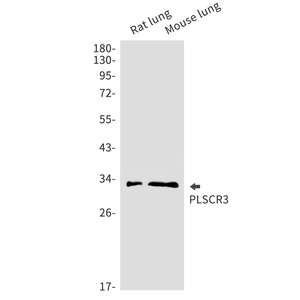 PLSCR3