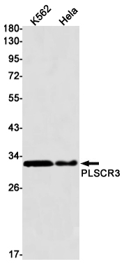 Rabbit Monoclonal Antibody to PLSCR3