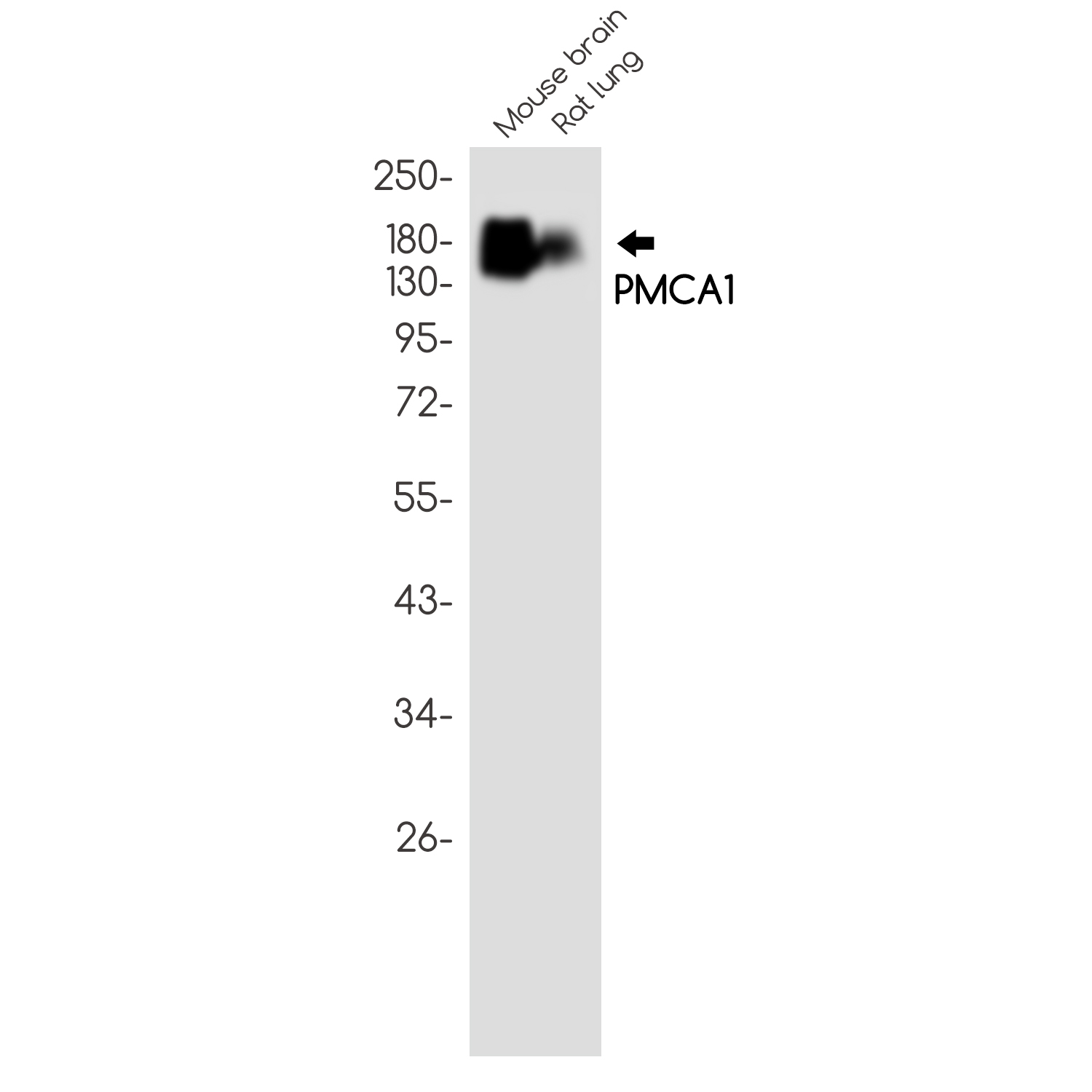 PMCA1