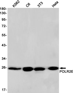 RNA Polymerases I/II/III Subunit ABC1