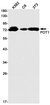 POT1