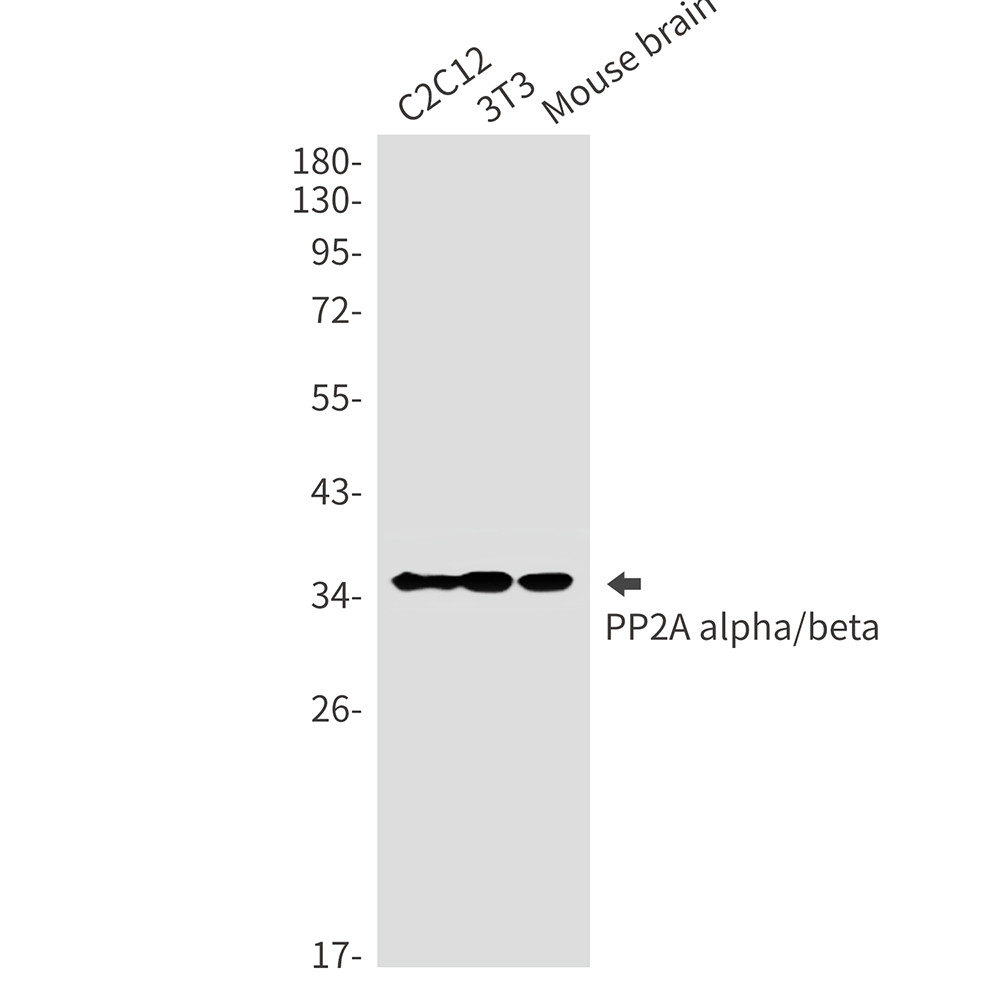 PP2A alpha/beta