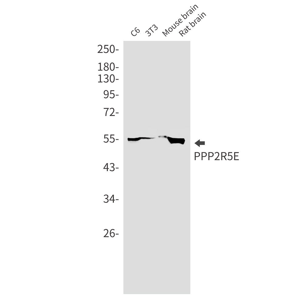 PPP2R5E