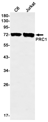 PRC1