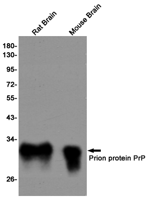 Rabbit Monoclonal Antibody to Prion Protein
