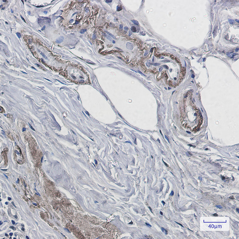 Rabbit Monoclonal Antibody to Prion Protein