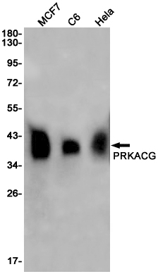 Rabbit Monoclonal Antibody to PKA C gamma