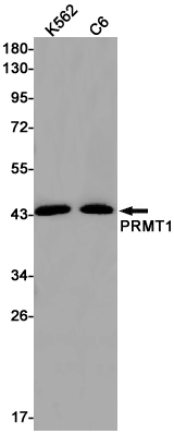 PRMT1