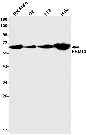 PRMT3