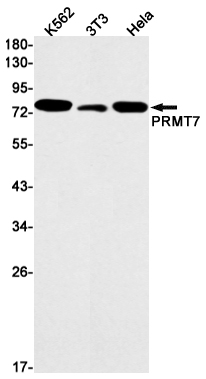 Rabbit Monoclonal Antibody to PRMT7