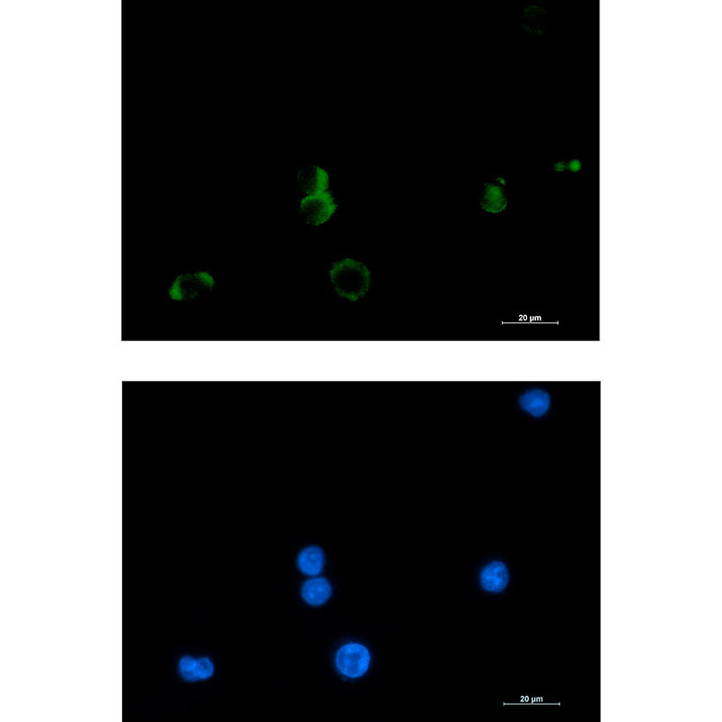 Rabbit Monoclonal Antibody to Prostaglandin D Synthase
