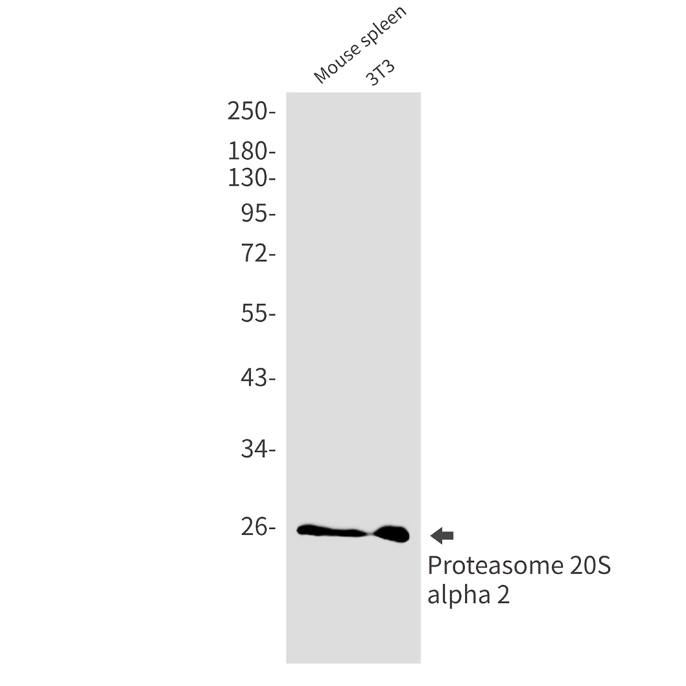 Rabbit Monoclonal Antibody to Proteasome alpha 2