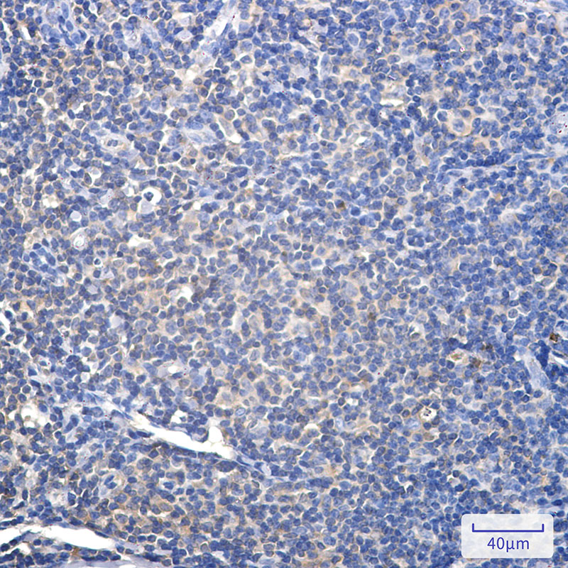 Rabbit Monoclonal Antibody to Proteasome alpha 2