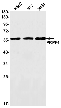 PRPF4