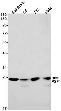 PSF1