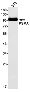 PSMA