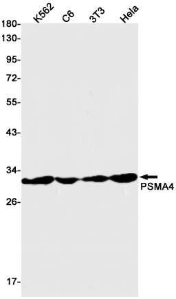 PSMA4