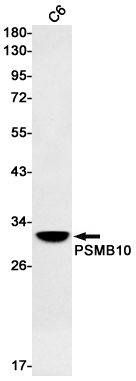 PSMB10