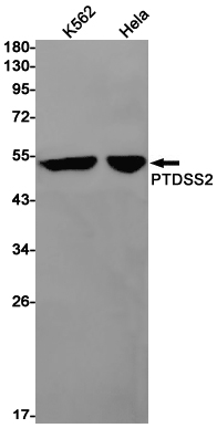PSS2