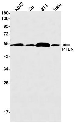 PTEN