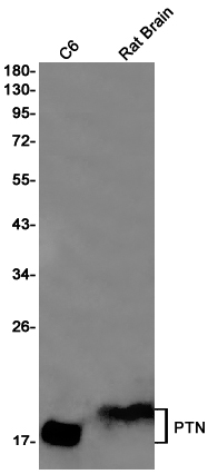 Rabbit Monoclonal Antibody to PTN