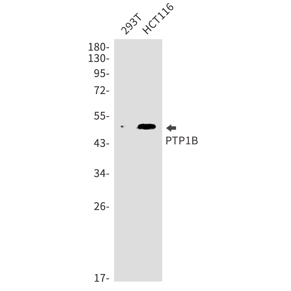 PTP1B