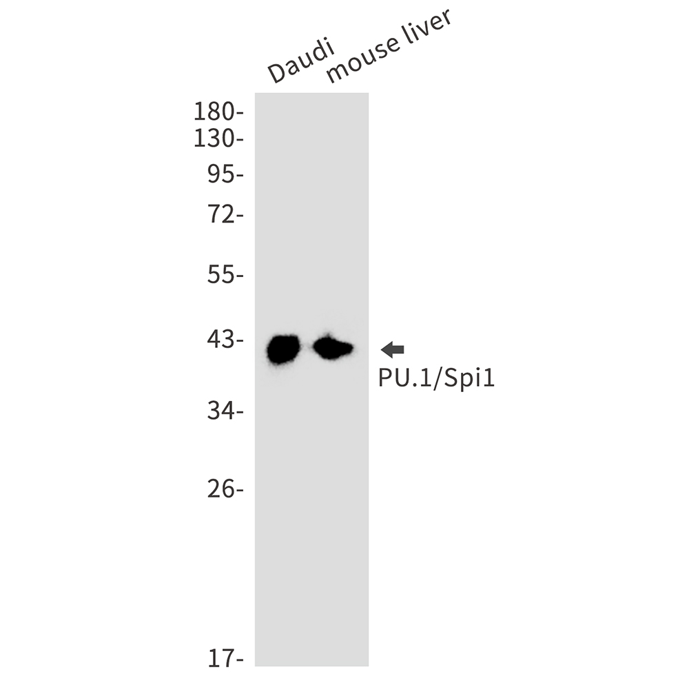 SPI1