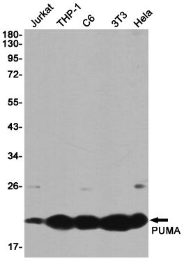 Rabbit Monoclonal Antibody to PUMA