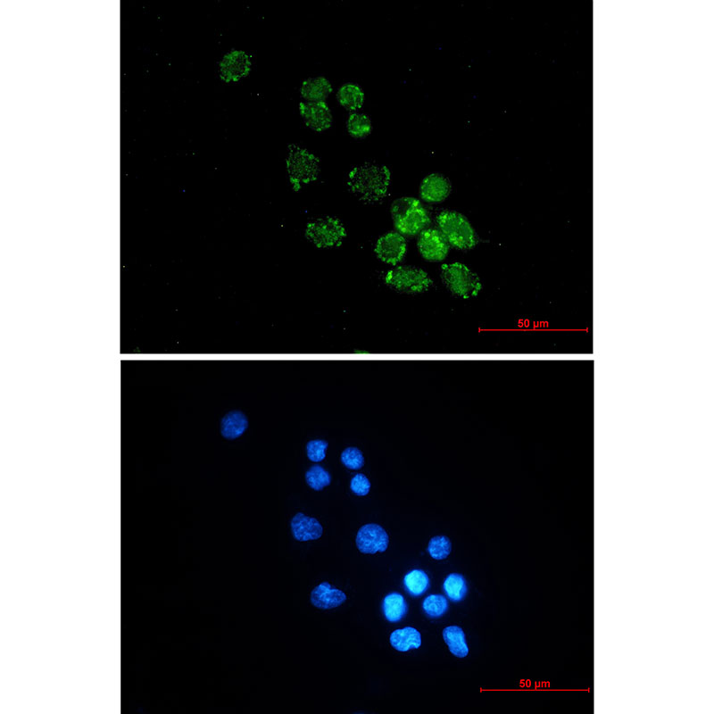Rabbit Monoclonal Antibody to PUS1