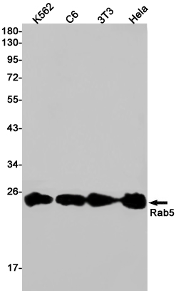 Rabbit Monoclonal Antibody to Rab5