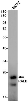 Rabbit Monoclonal Antibody to RALB