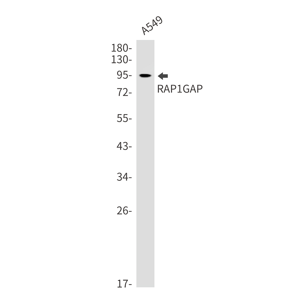 RAP1GAP