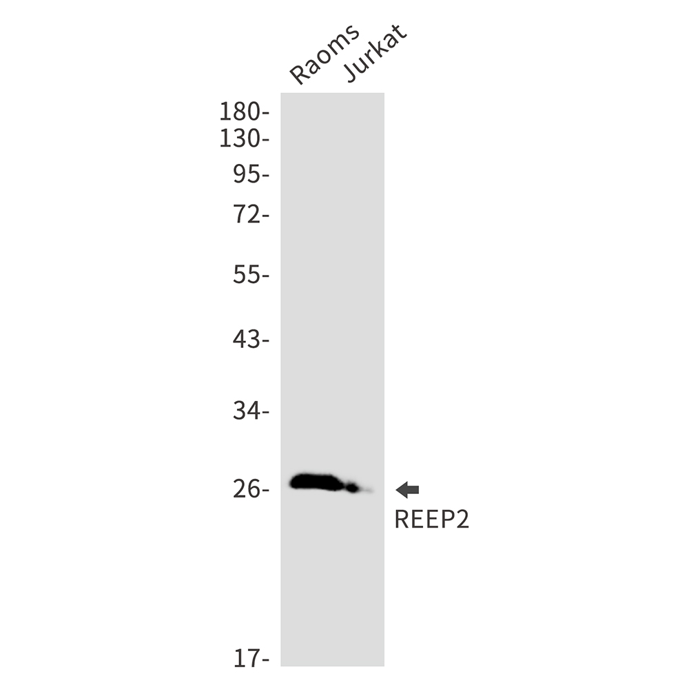 REEP2