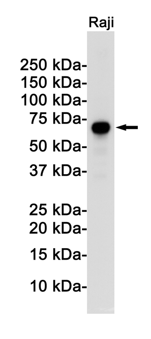 Rabbit Monoclonal Antibody to Rel B