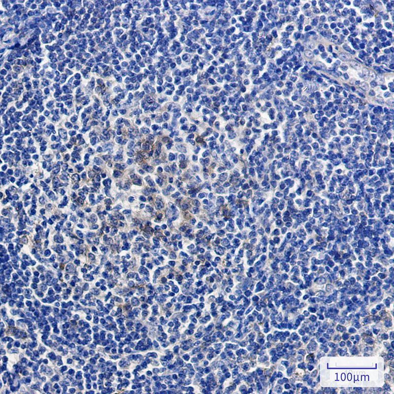 Rabbit Monoclonal Antibody to Relaxin 2