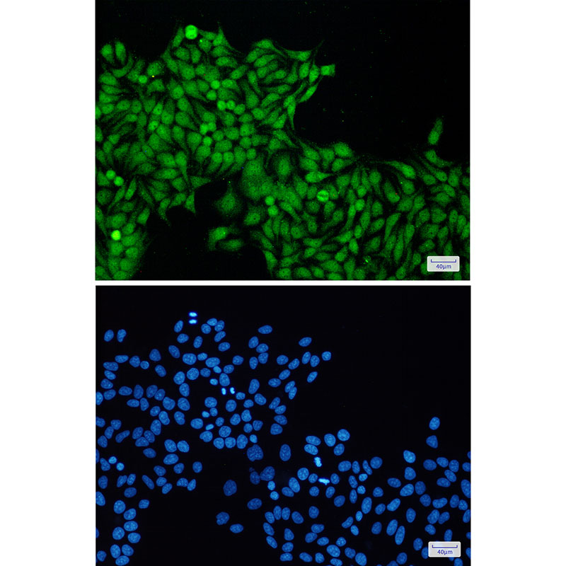 Rabbit Monoclonal Antibody to RBX1