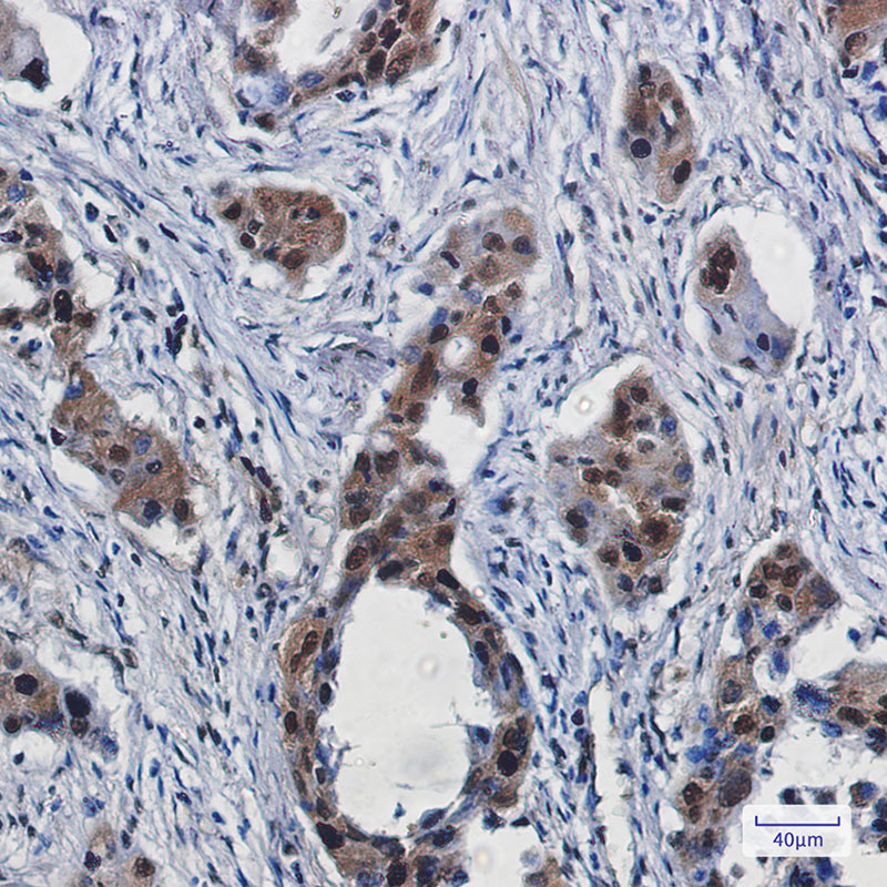 Rabbit Monoclonal Antibody to RBX1