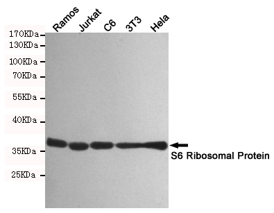 RPS6