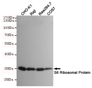 Rabbit Monoclonal Antibody to RPS6