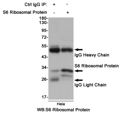 Rabbit Monoclonal Antibody to RPS6
