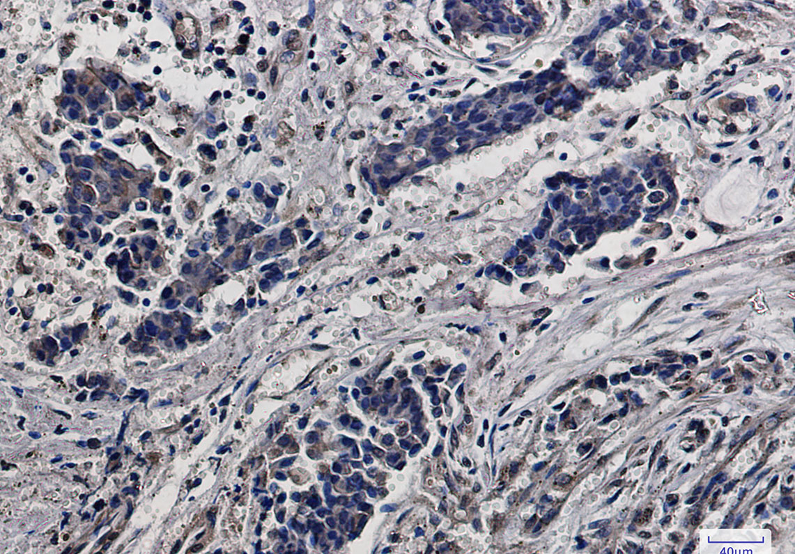 Rabbit Monoclonal Antibody to RPS6