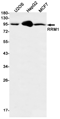 RRM1