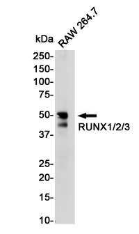 RUNX