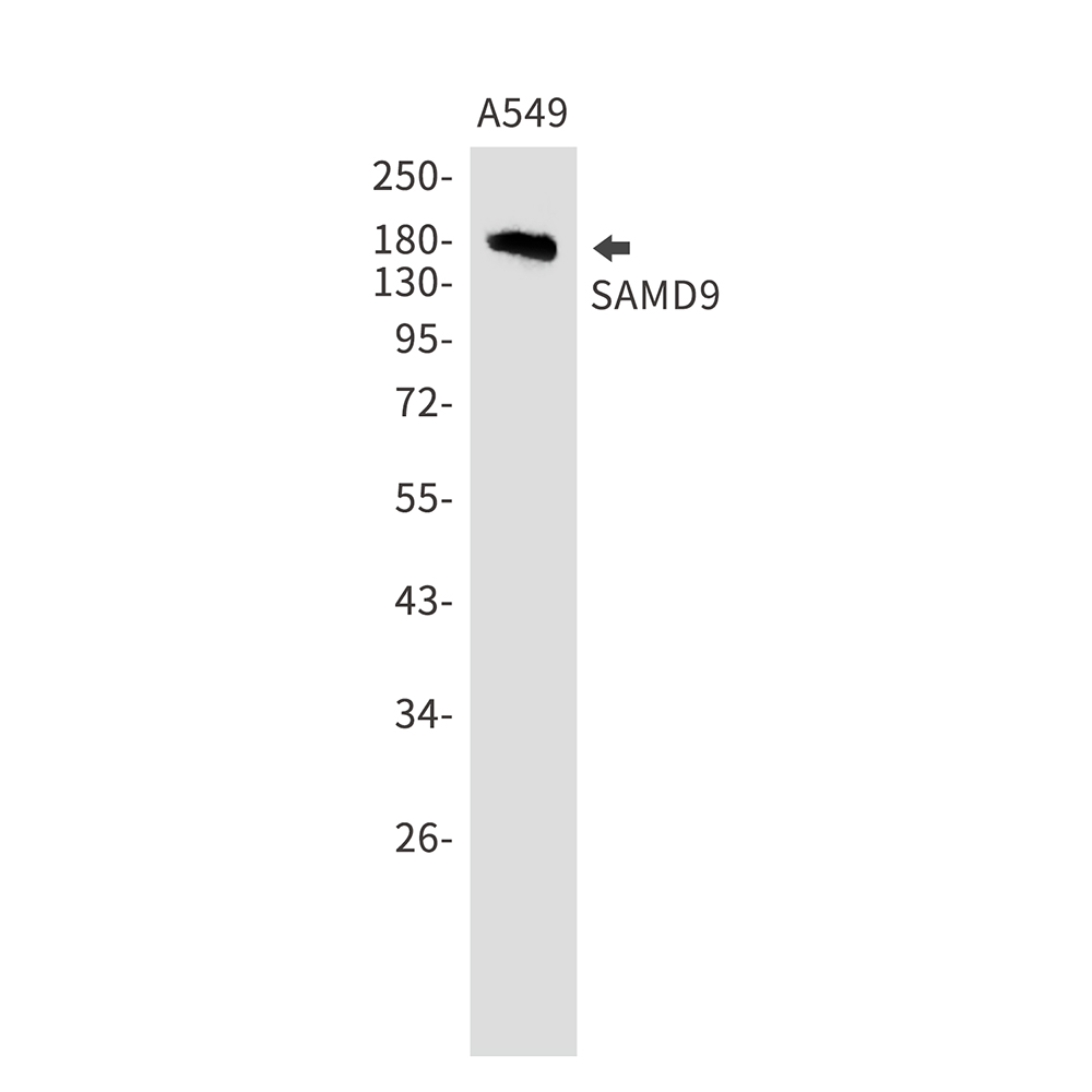 SAMD9