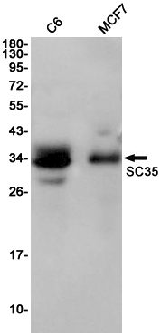 SC35