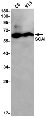 SCAI