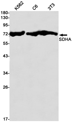 SDHA