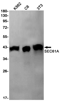 SEC61A