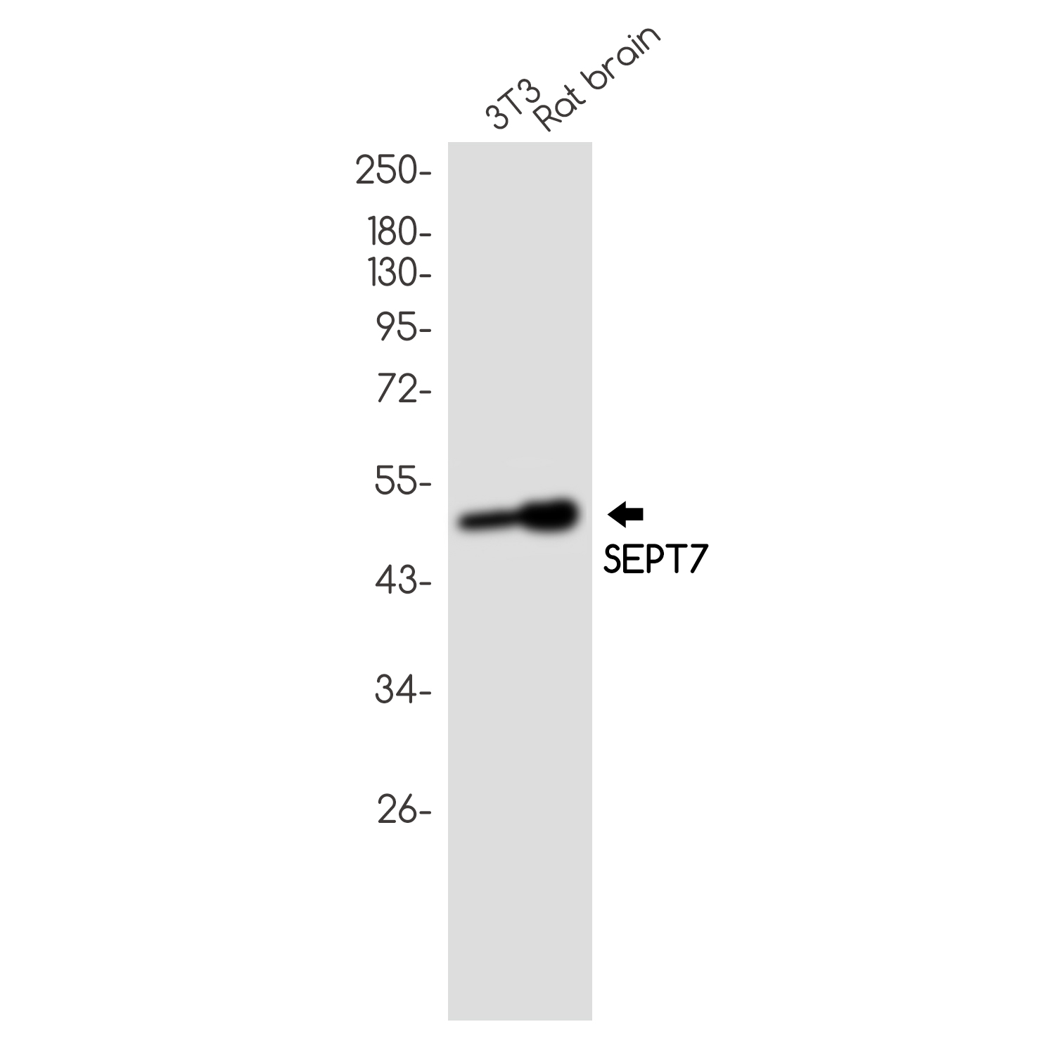 Septin 7